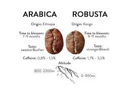 Odmiana Kawy - Arabica czy Robusta